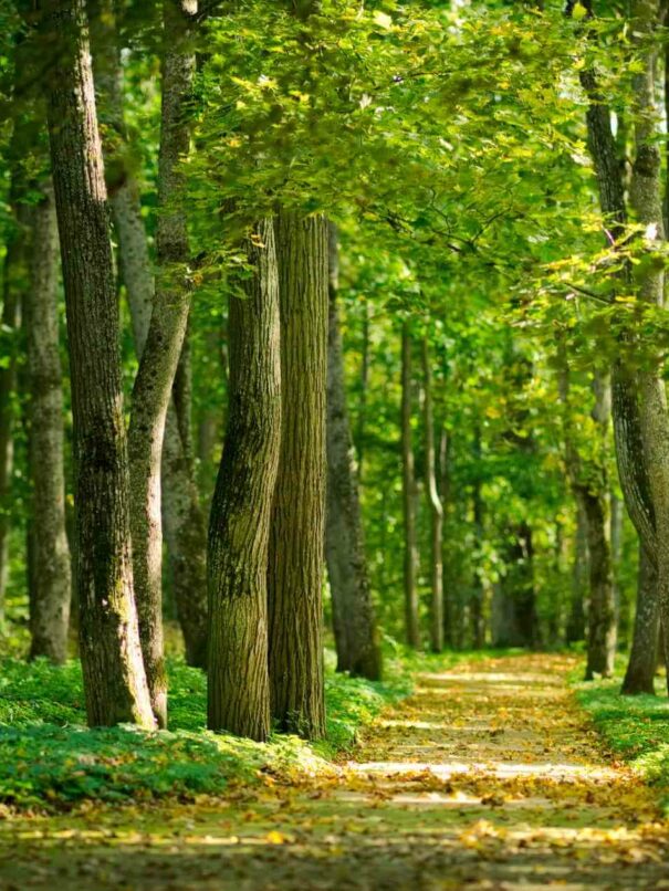 Forêt de Chantilly